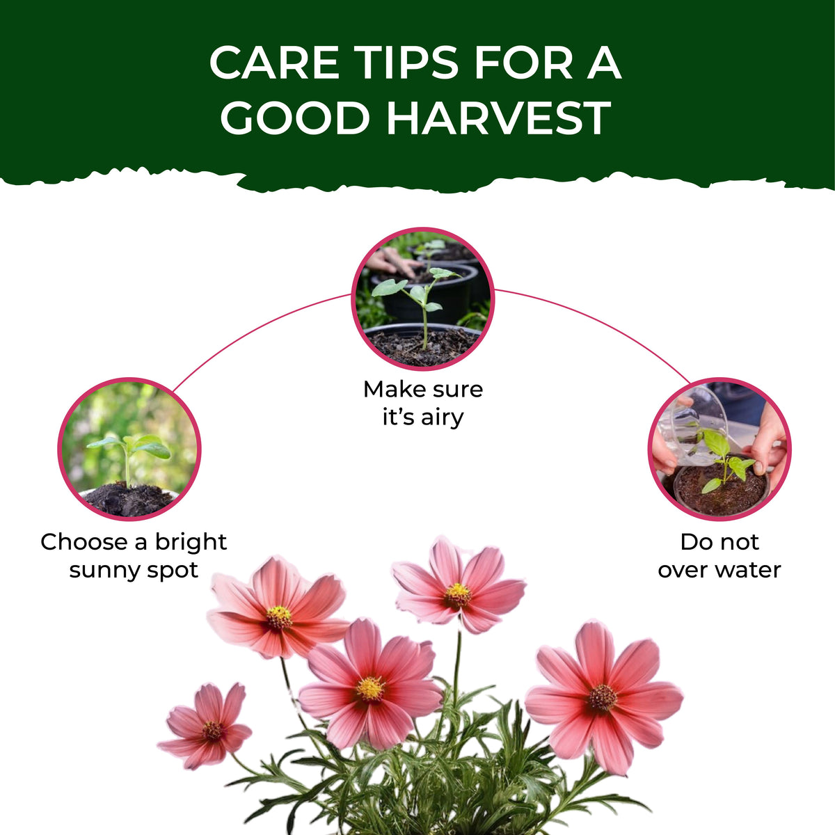 Cosmos Grow Kit (Medium) - official Pot & Bloom image