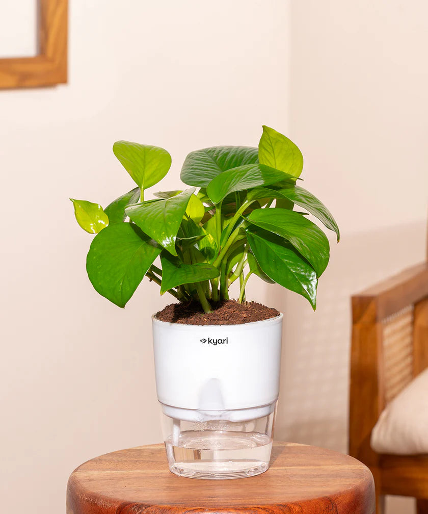 PT06- Kyari Golden Money Plant With Self Watering Pot