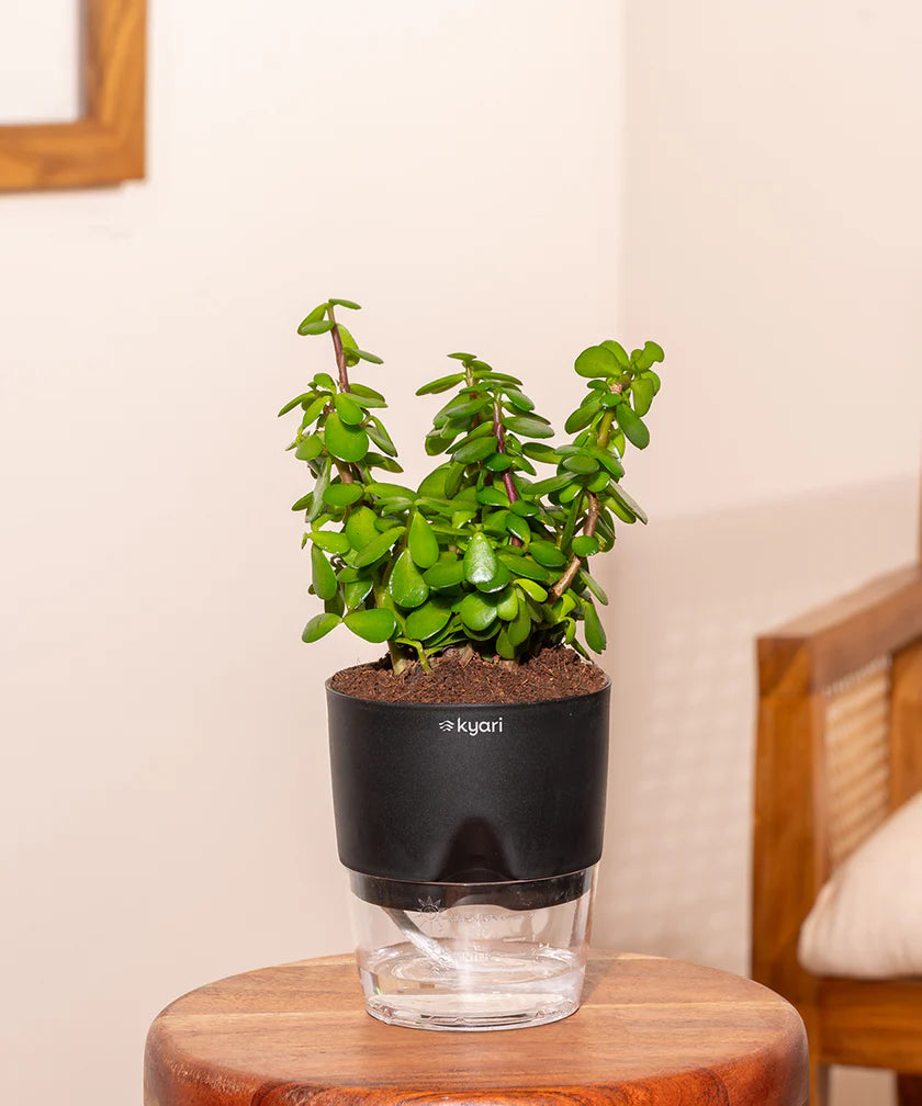 PT05- Kyari Golden Lucky Jade Plant With Self Watering Pot