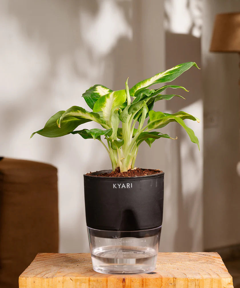 PT04- Kyari Dieffenbachia Plant With Self Watering Pot
