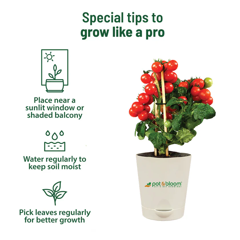 Cherry Tomato Grow Kit (medium) - official Pot & Bloom image