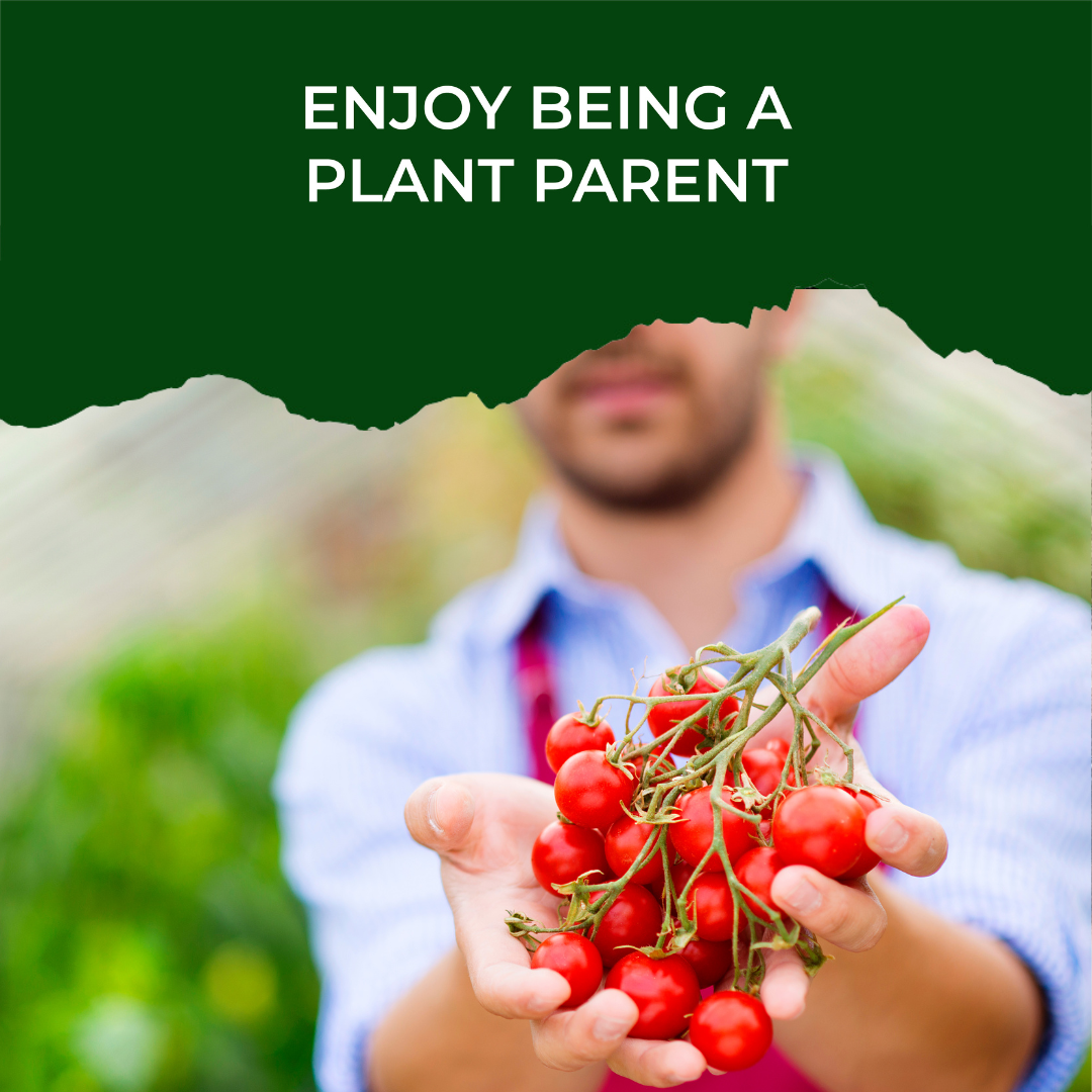 Cherry Tomato Grow Kit (medium) - official Pot & Bloom image