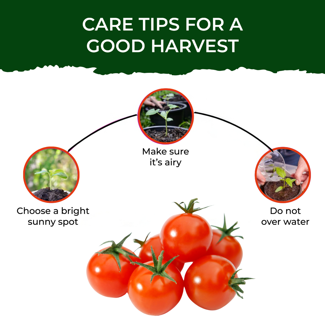 Cherry Tomato Grow Kit (medium) - official Pot & Bloom image