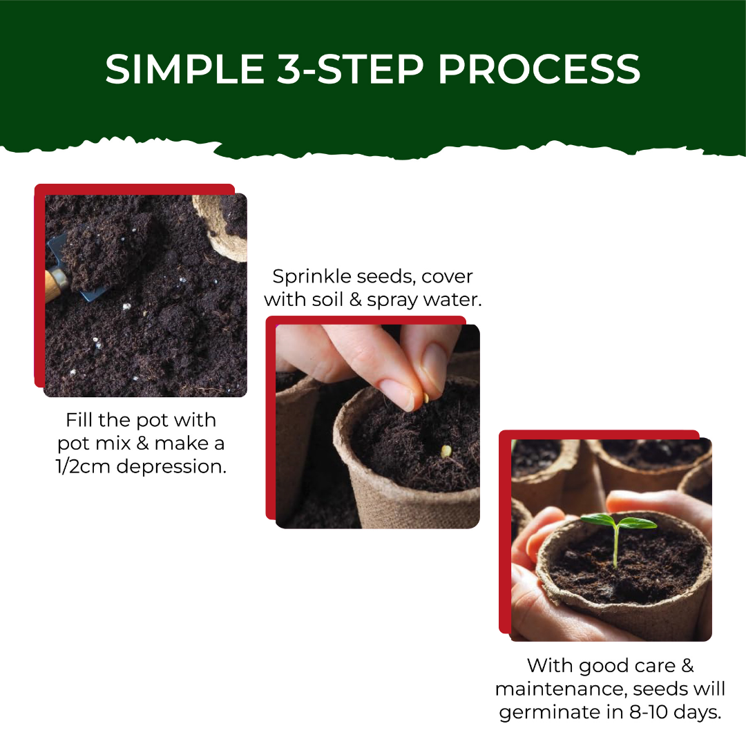 Cherry Tomato Grow Kit (medium) - official Pot & Bloom image