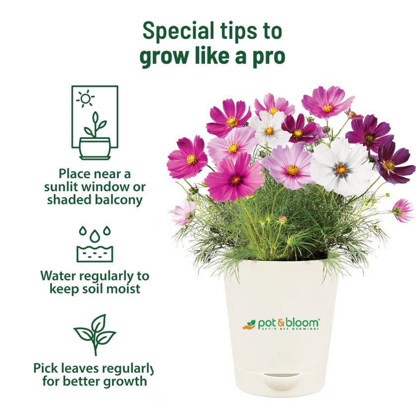 Cosmos Grow Kit (Medium) - official Pot & Bloom image
