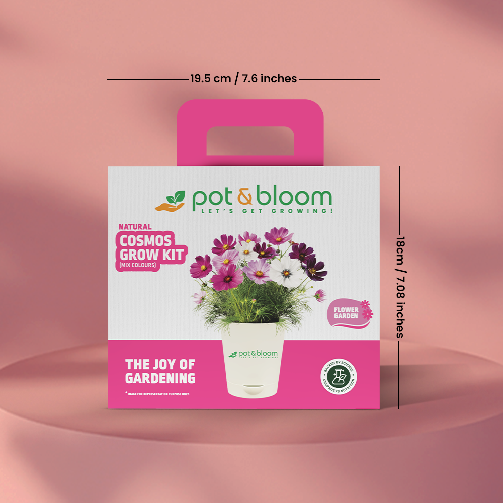 Cosmos Grow Kit (Medium) - official Pot & Bloom image
