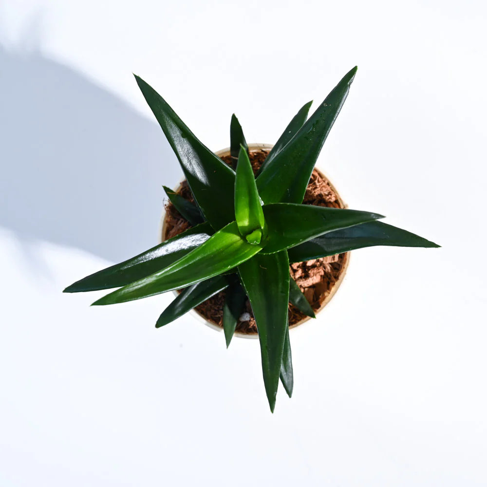 PT01- Ugaoo Aloe Vera Mini Plant