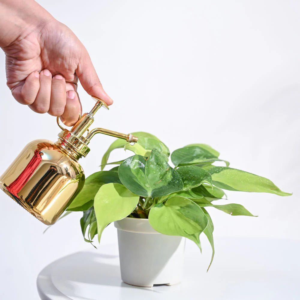 PT03- Ugaoo Philodendron Brasil Plant with GroPot