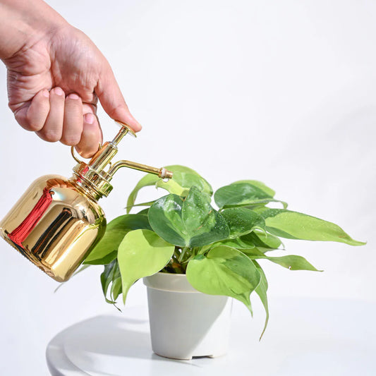 PT03- Ugaoo Philodendron Brasil Plant with GroPot
