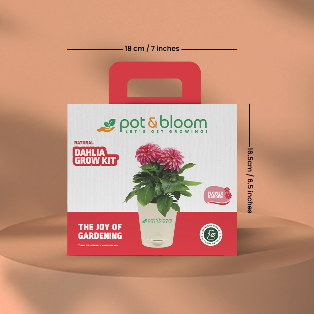 Dahlia Grow Kit (Medium) - official Pot & Bloom image