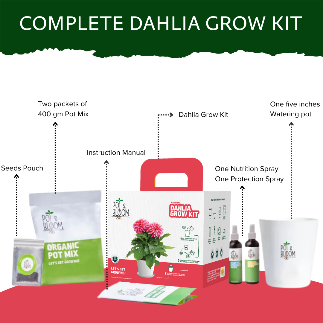 Dahlia Grow Kit (Medium) - official Pot & Bloom image
