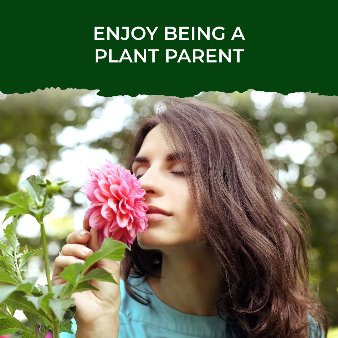 Dahlia Grow Kit (Medium) - official Pot & Bloom image