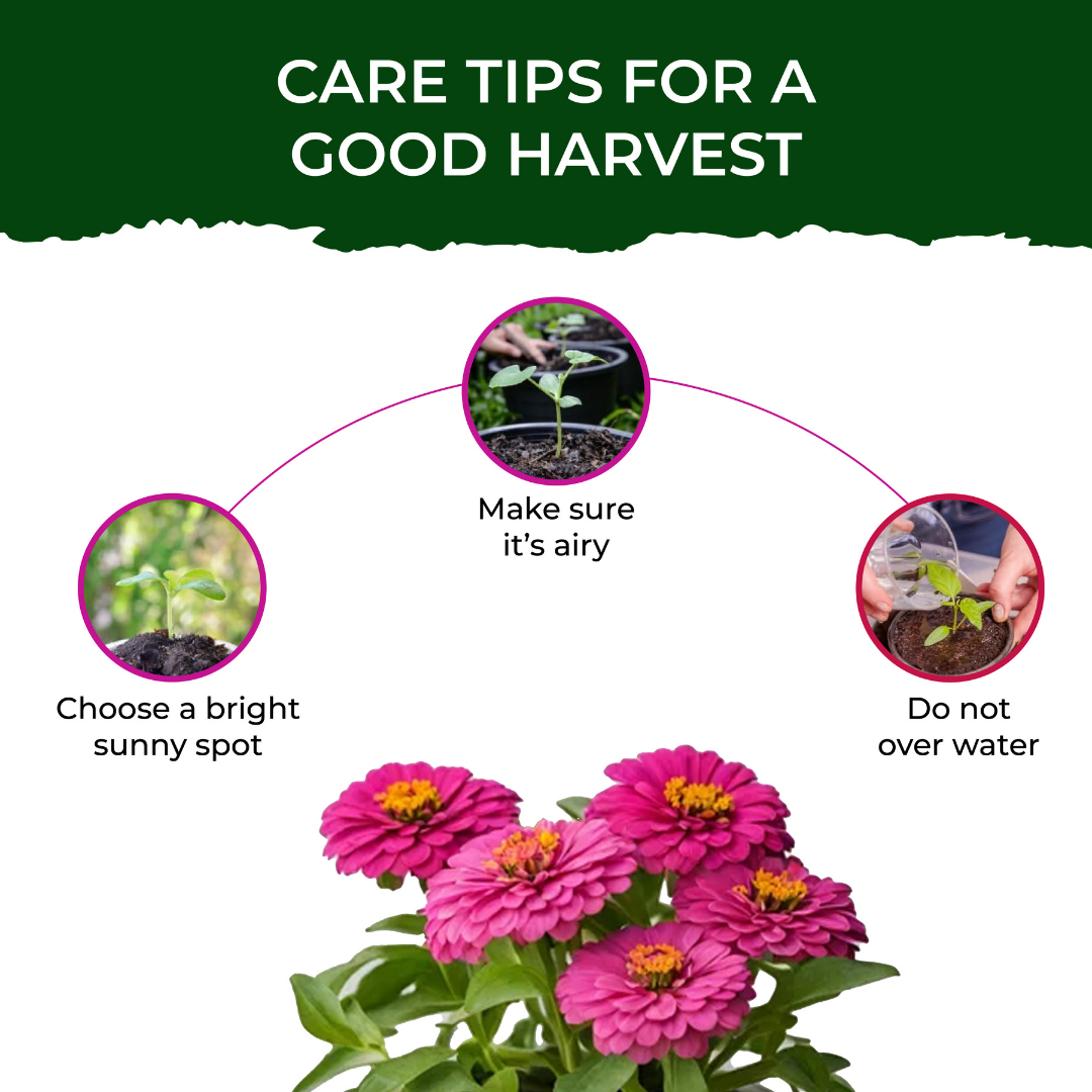 Dahlia Grow Kit (Medium) - official Pot & Bloom image