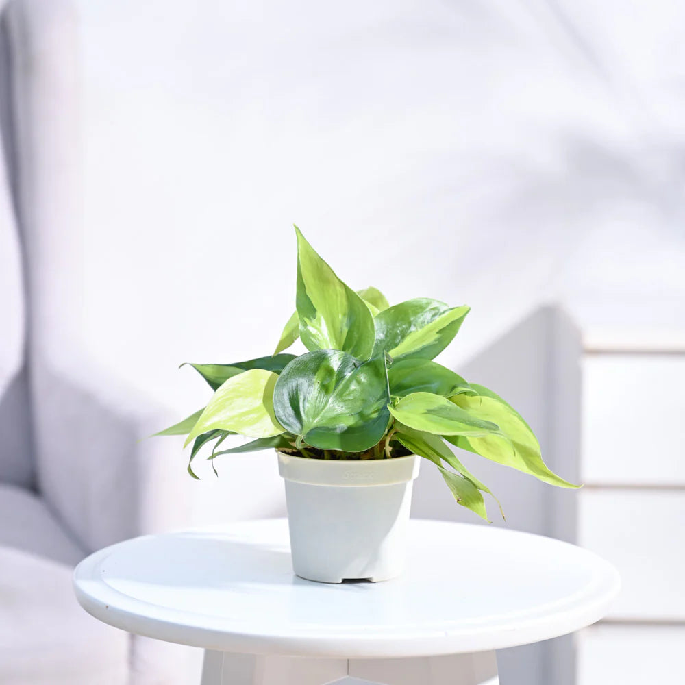 PT03- Ugaoo Philodendron Brasil Plant with GroPot