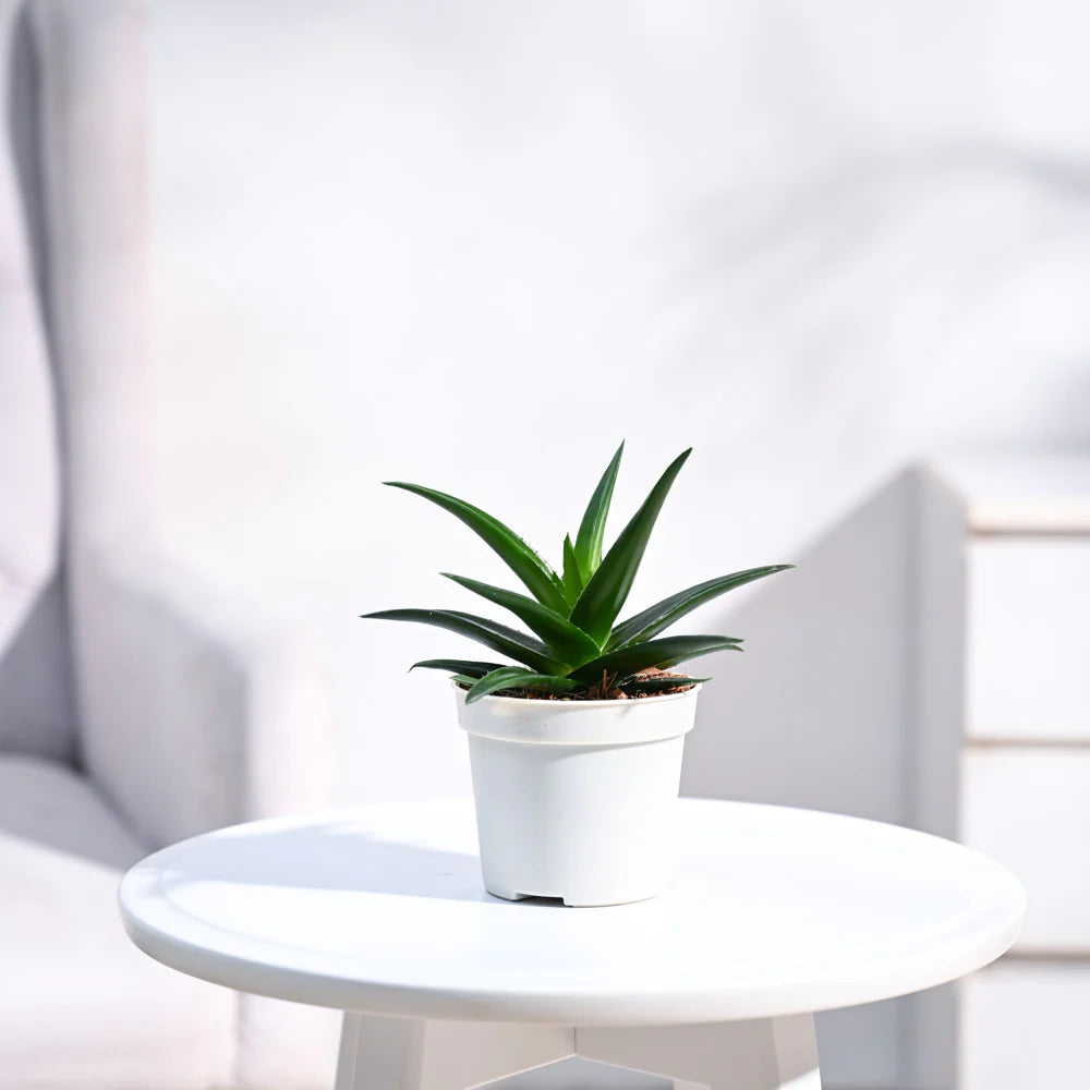 PT01- Ugaoo Aloe Vera Mini Plant