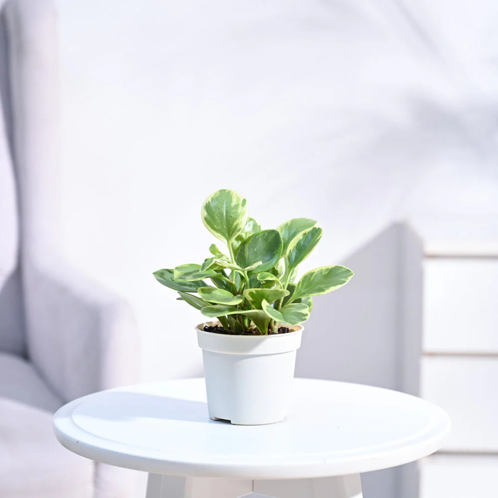 PT02- Ugaoo Peperomia Variegated Plant
