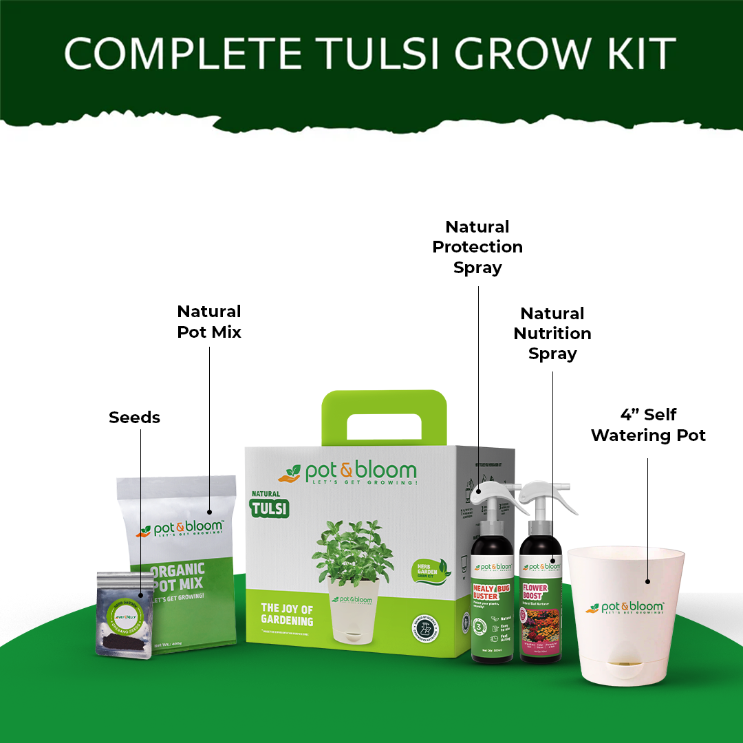 Tulsi Grow Kit - official Pot & Bloom image