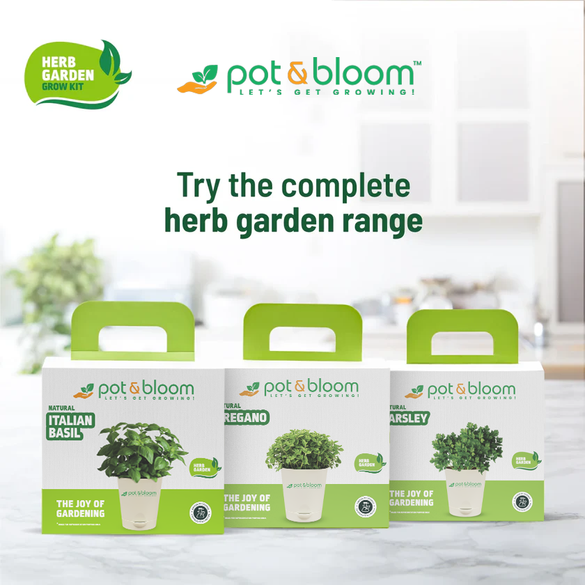 Oregano Kit - official Pot & Bloom image