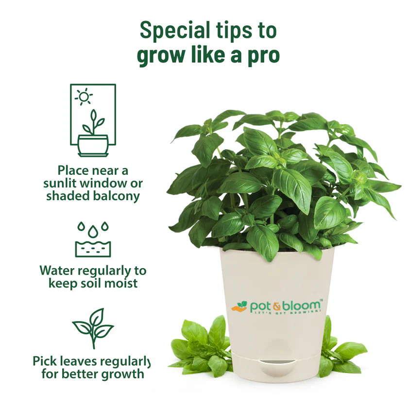 Italian Basil Kit - official Pot & Bloom image