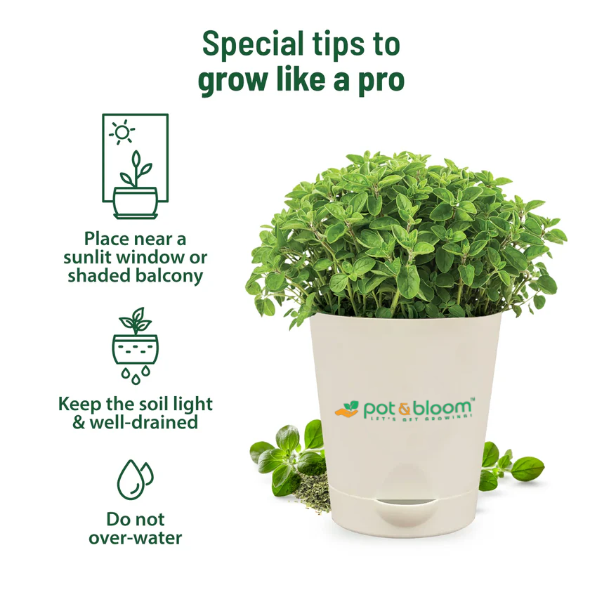 Oregano Kit - official Pot & Bloom image