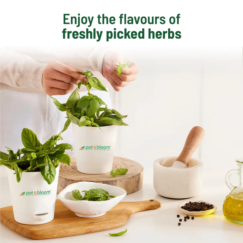 Italian Basil Kit - official Pot & Bloom image