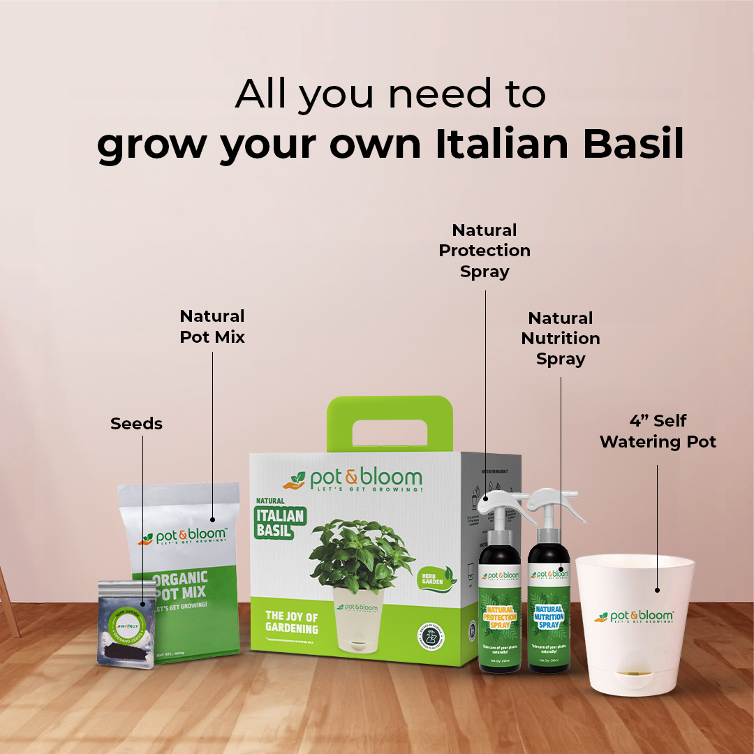 Italian Basil Kit - official Pot & Bloom image