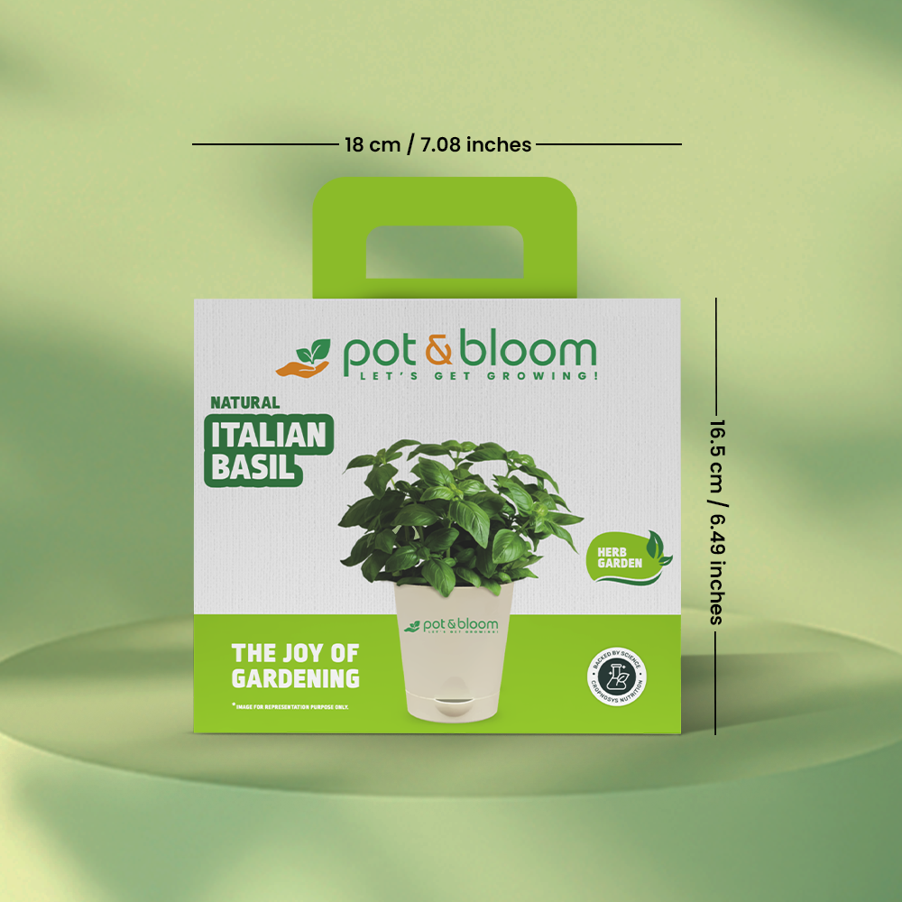 Italian Basil Kit - official Pot & Bloom image