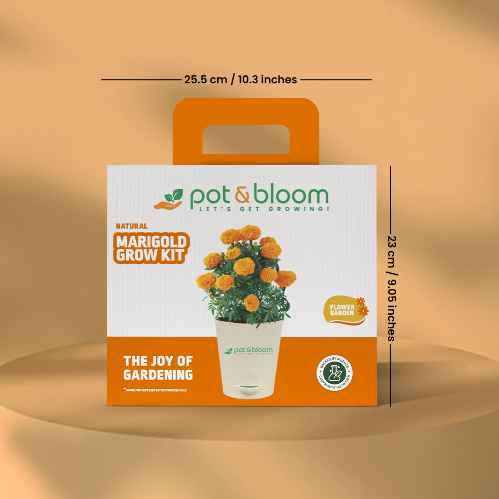 Marigold Grow Kit (Medium) - official Pot & Bloom image