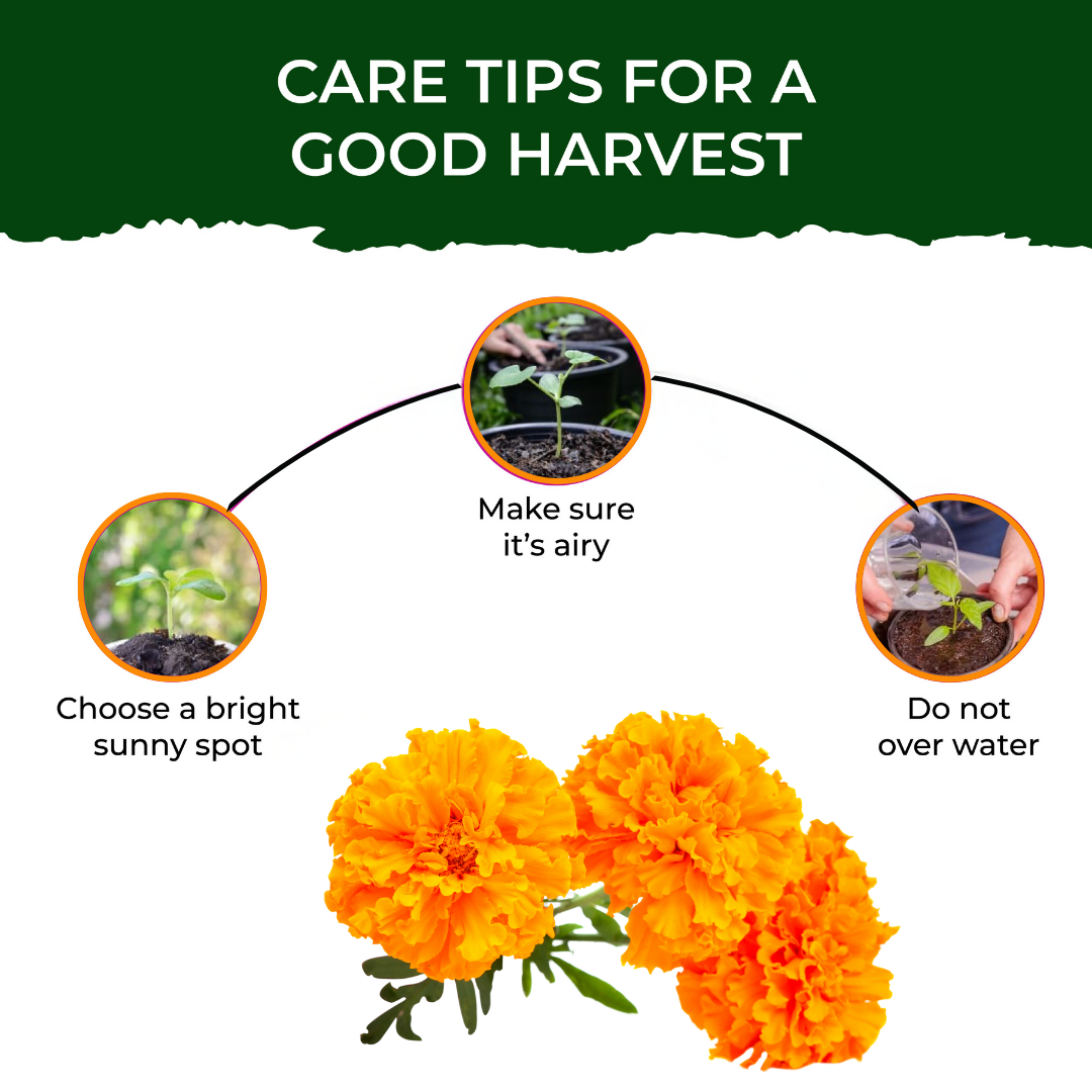 Marigold Grow Kit (Medium) - official Pot & Bloom image