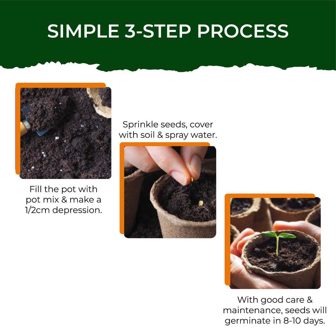 Marigold Grow Kit (Medium) - official Pot & Bloom image