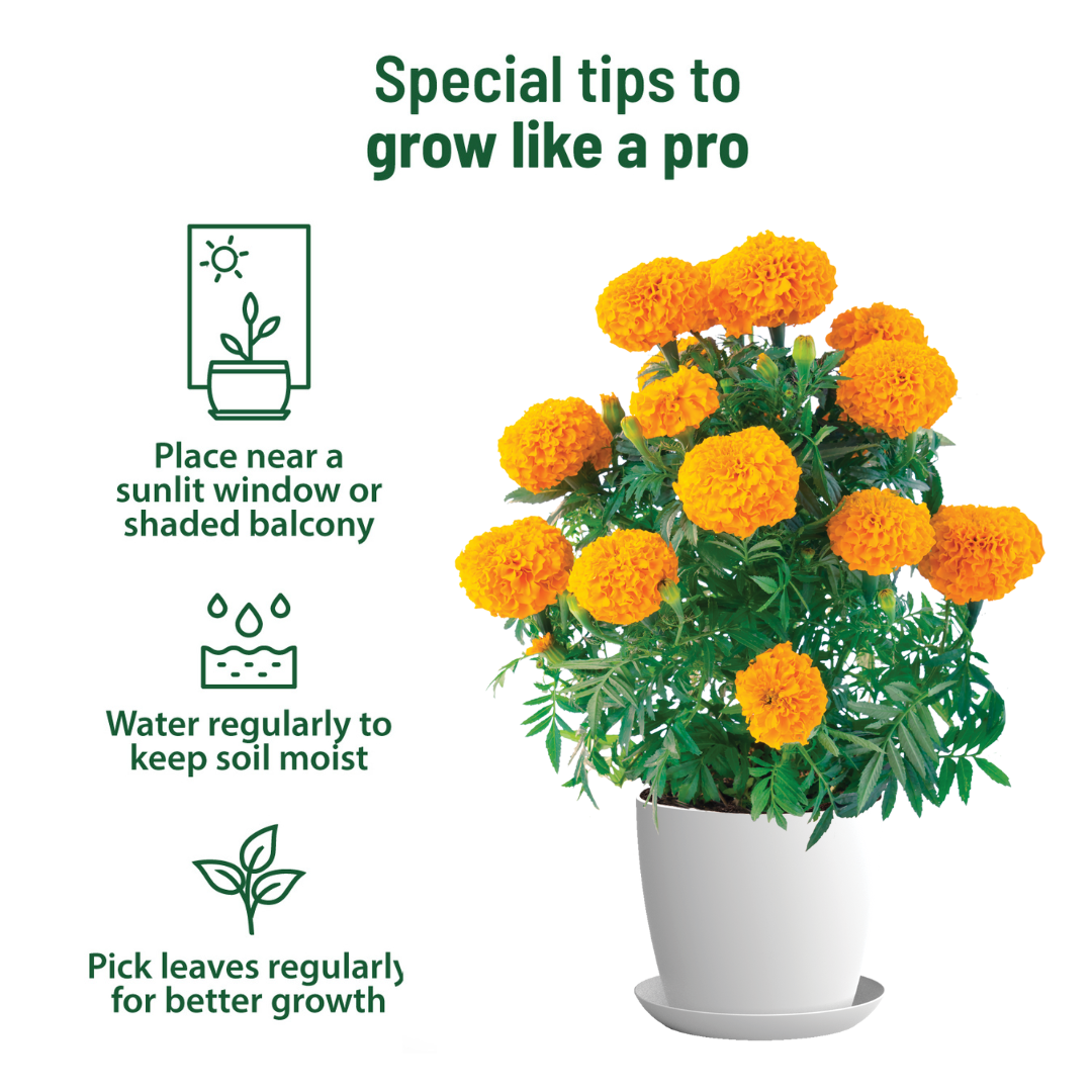 Marigold Grow Kit (Medium) - official Pot & Bloom image