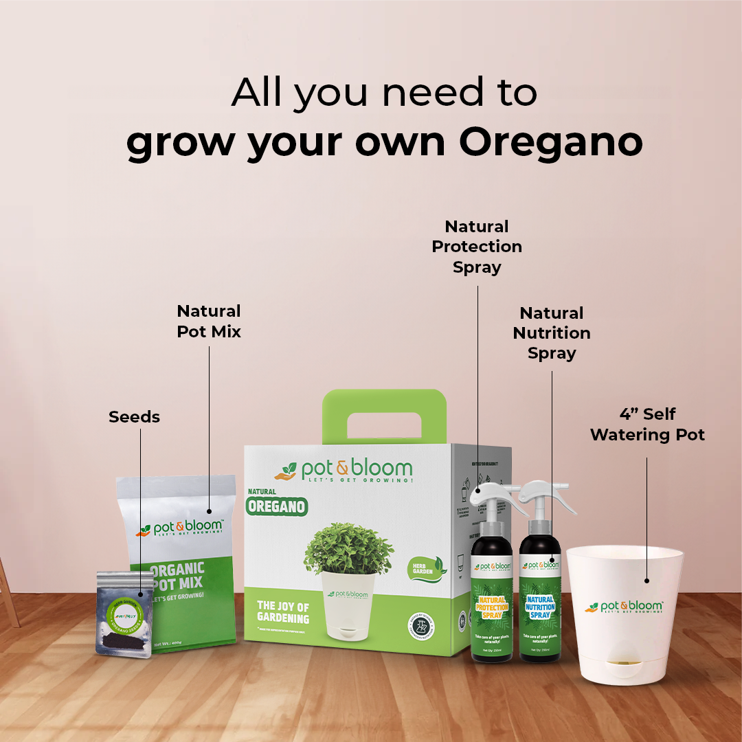 Oregano Kit - official Pot & Bloom image