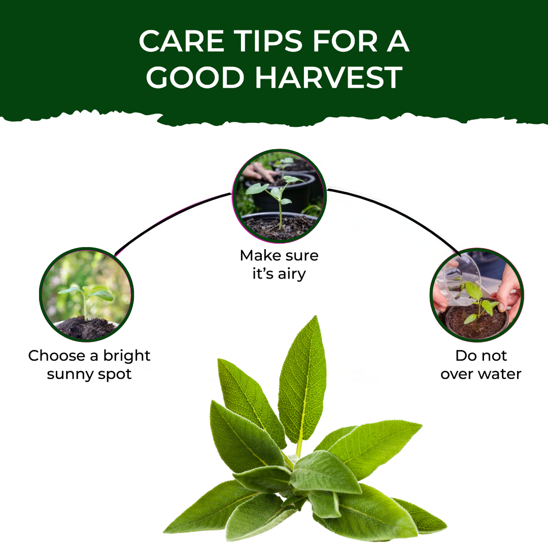 Sage Grow Kit - official Pot & Bloom image