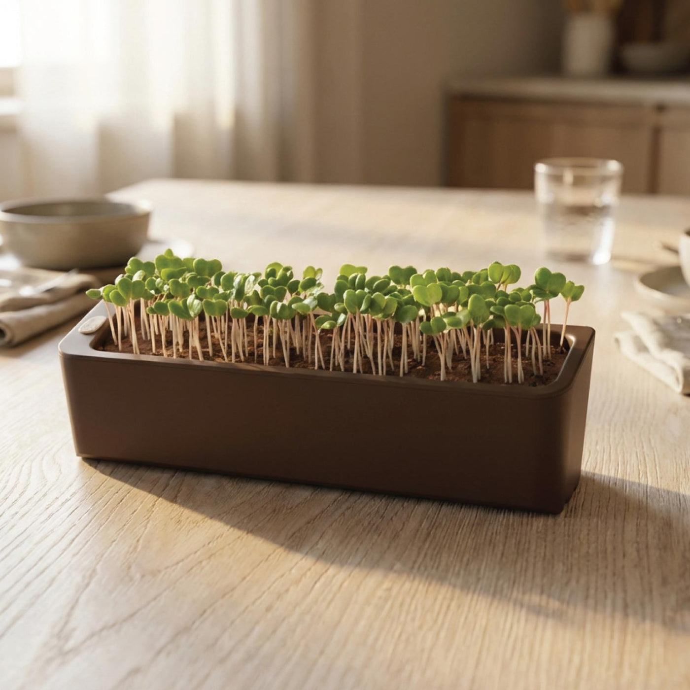 Quuincy Terrarium Self-Watering Planter corporate gift