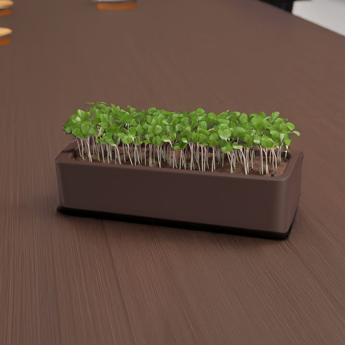 Quuincy Terrarium Self-Watering Planter corporate gift
