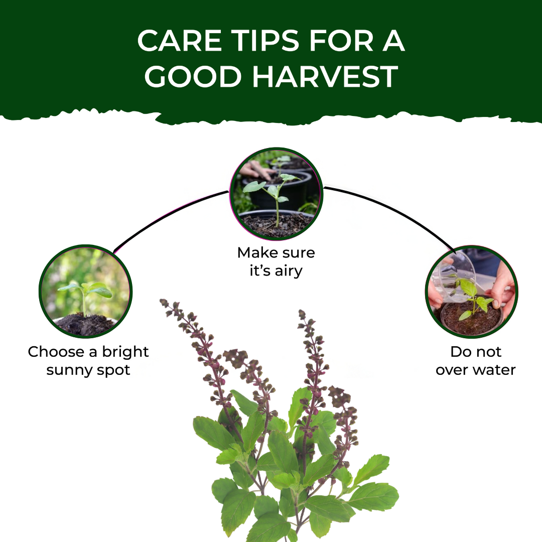 Tulsi Grow Kit - official Pot & Bloom image