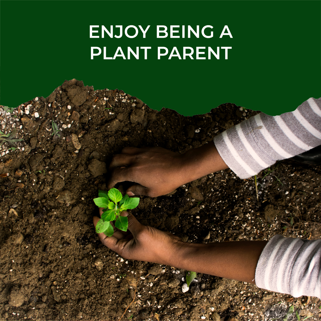 Tulsi Grow Kit - official Pot & Bloom image