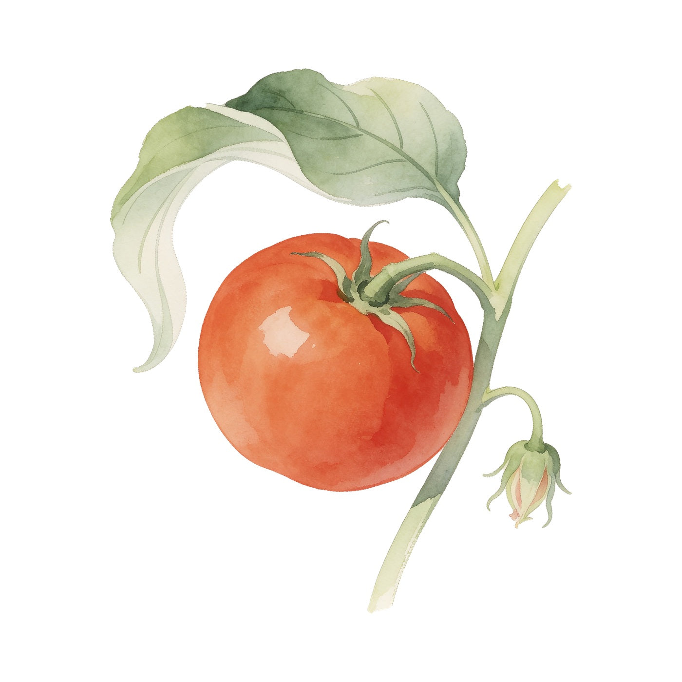 Cherry Tomato Grow Kit (medium) - Pot & Bloom