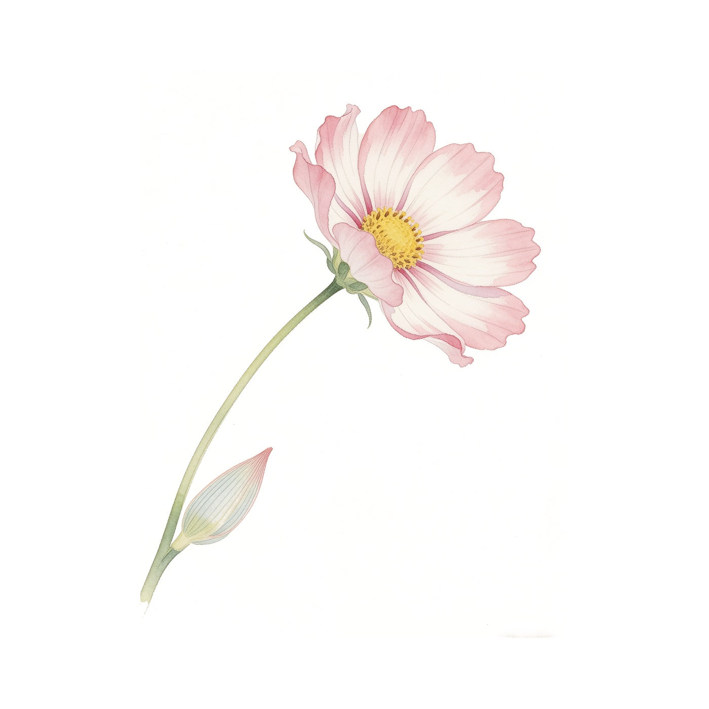 Cosmos Grow Kit (Medium) - Pot & Bloom