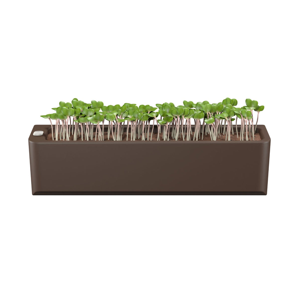 Quuincy Terrarium Self-Watering Planter corporate gift
