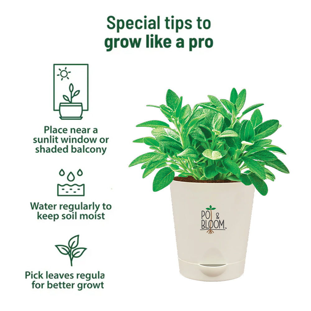 Sage Grow Kit - official Pot & Bloom image