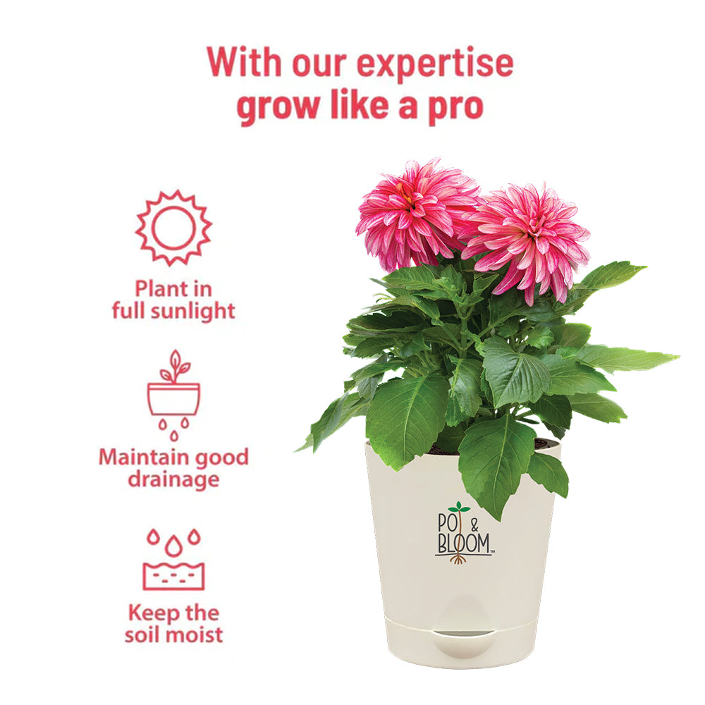 Dahlia Grow Kit (Medium) - official Pot & Bloom image