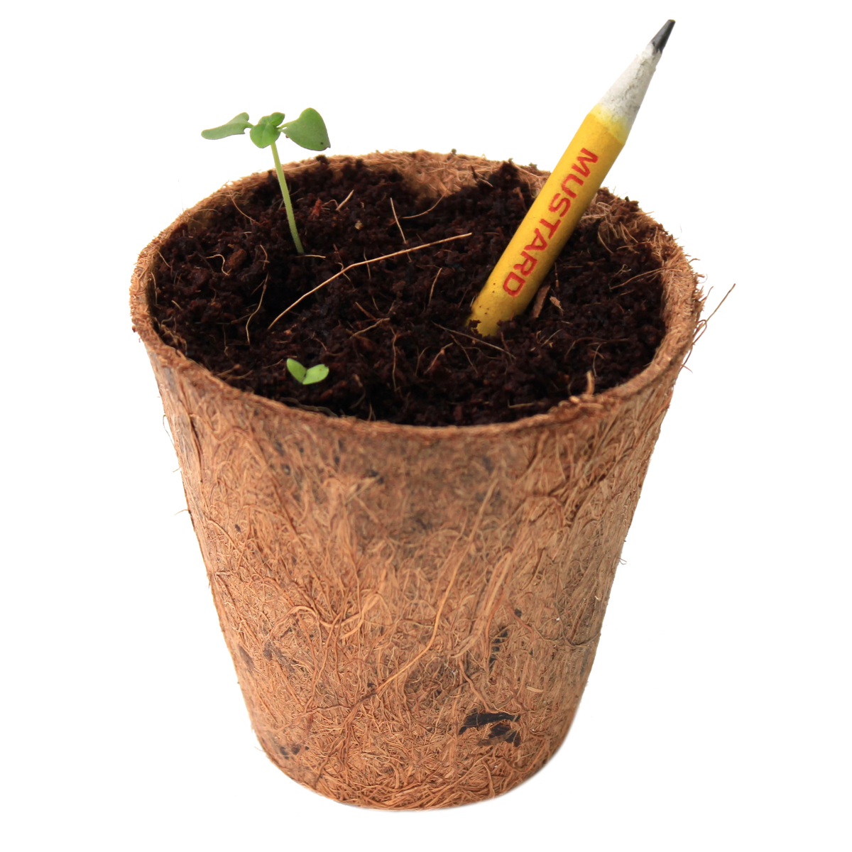 ECO02- BioQ Plantable Pencil Set Of 5