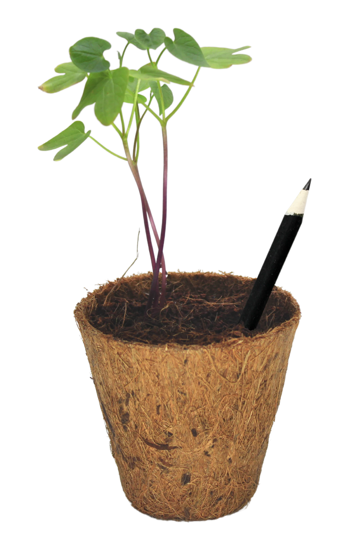 ECO02- BioQ Plantable Pencil Set Of 5
