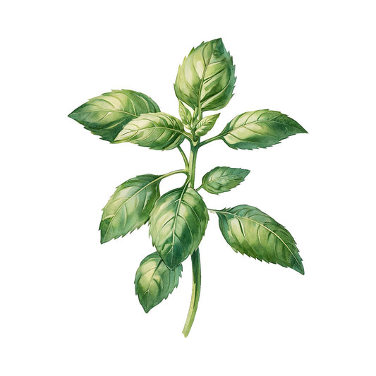 Italian Basil Kit - Pot & Bloom
