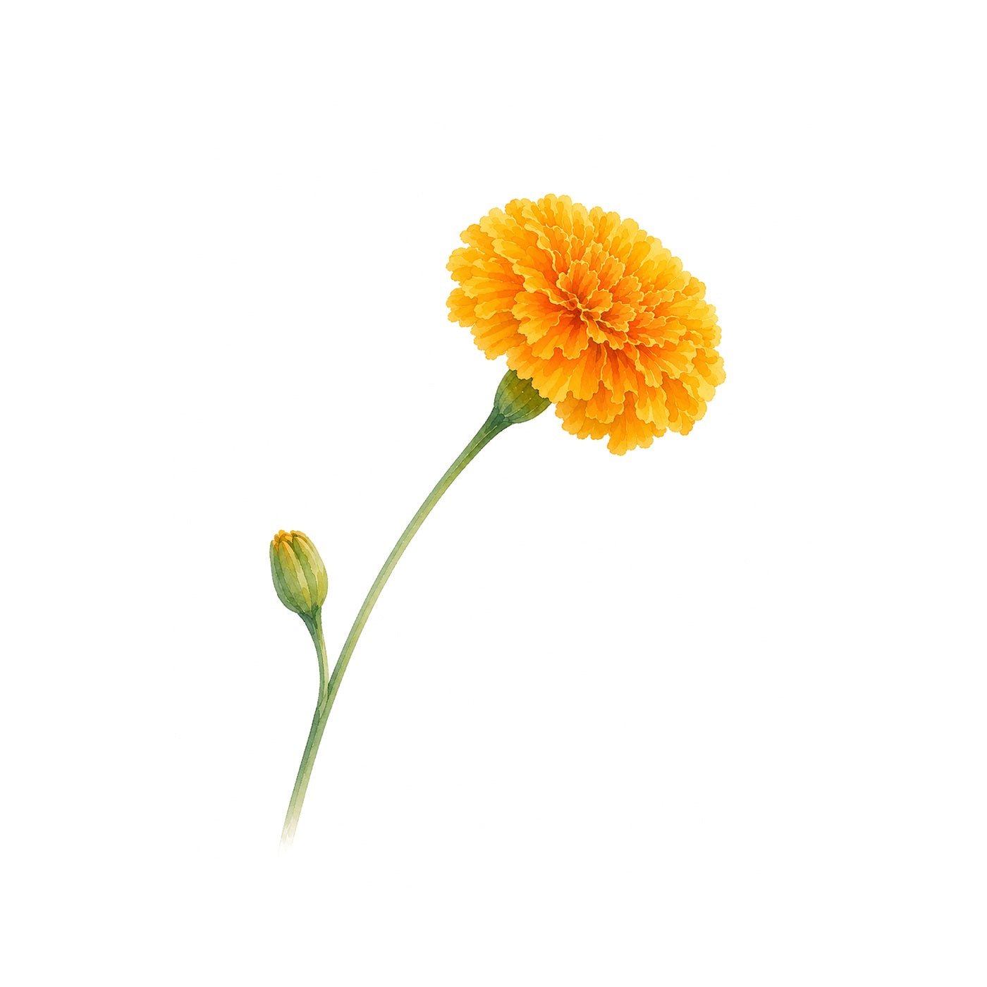 Marigold Grow Kit (Medium) - Pot & Bloom