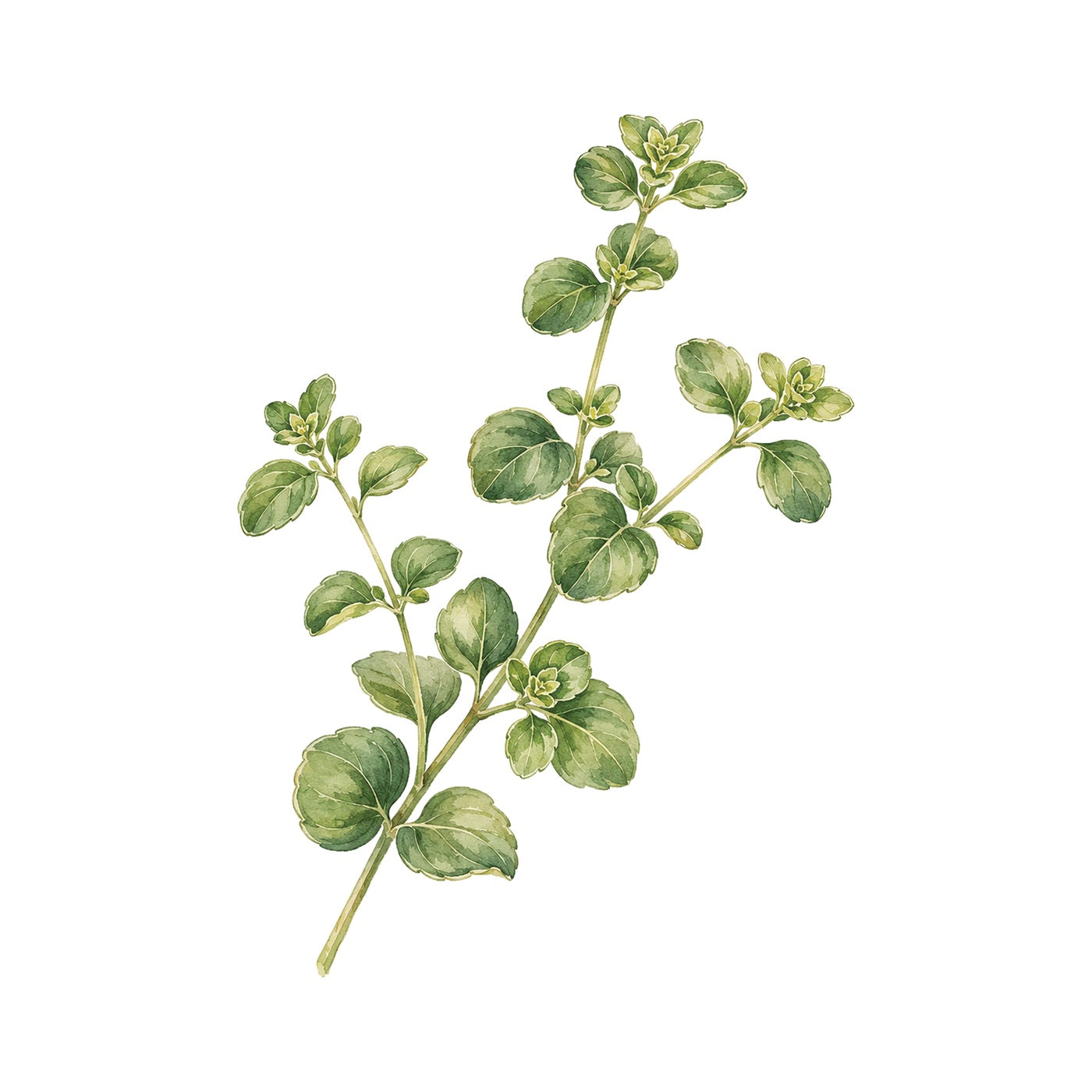 Oregano Kit - Pot & Bloom