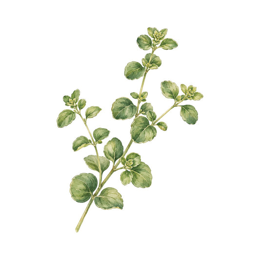 Oregano Kit - Pot & Bloom