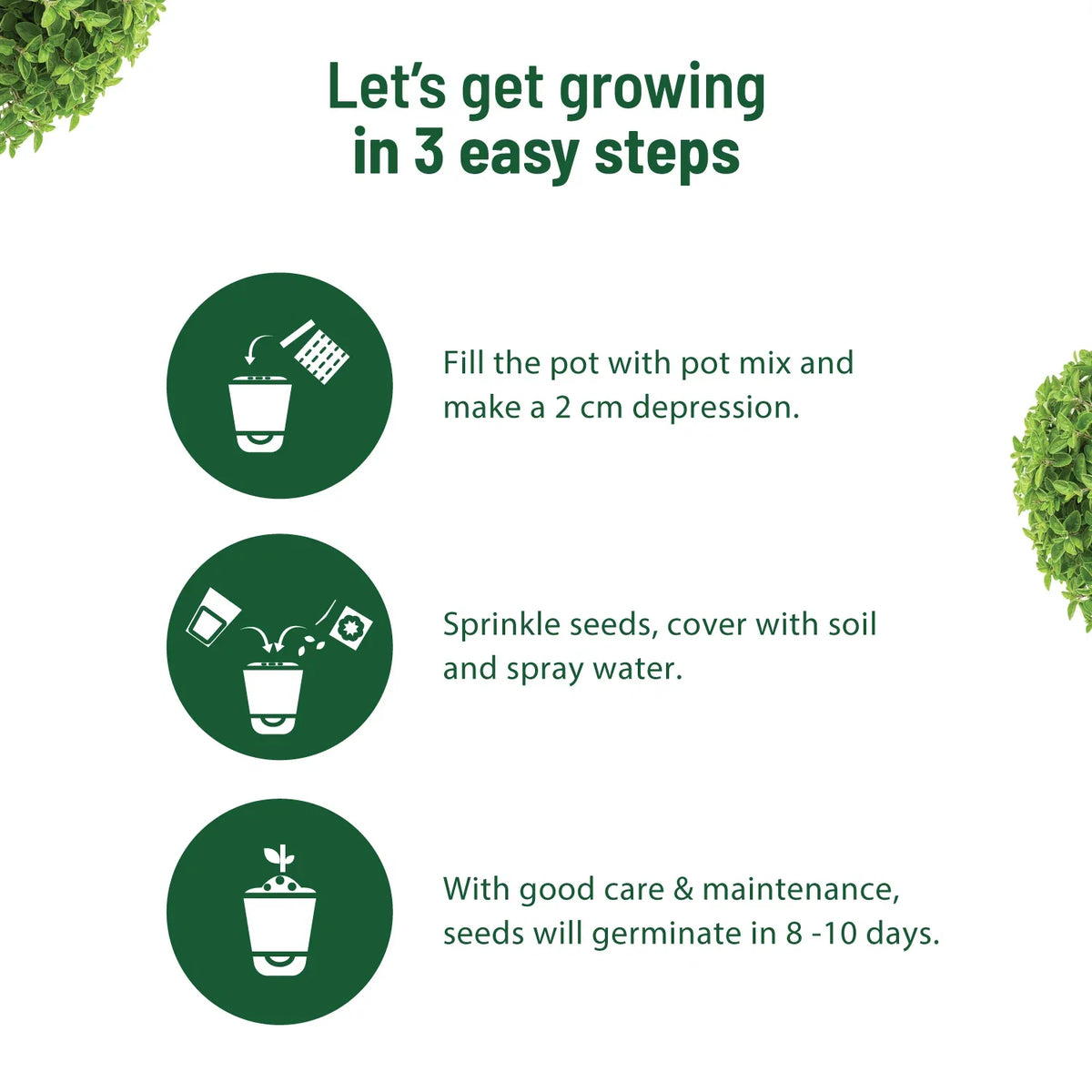 Oregano Kit - official Pot & Bloom image