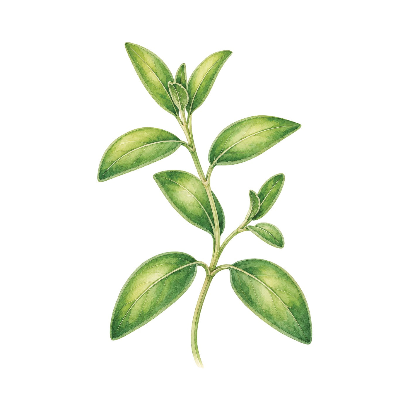 Sage Grow Kit - Pot & Bloom